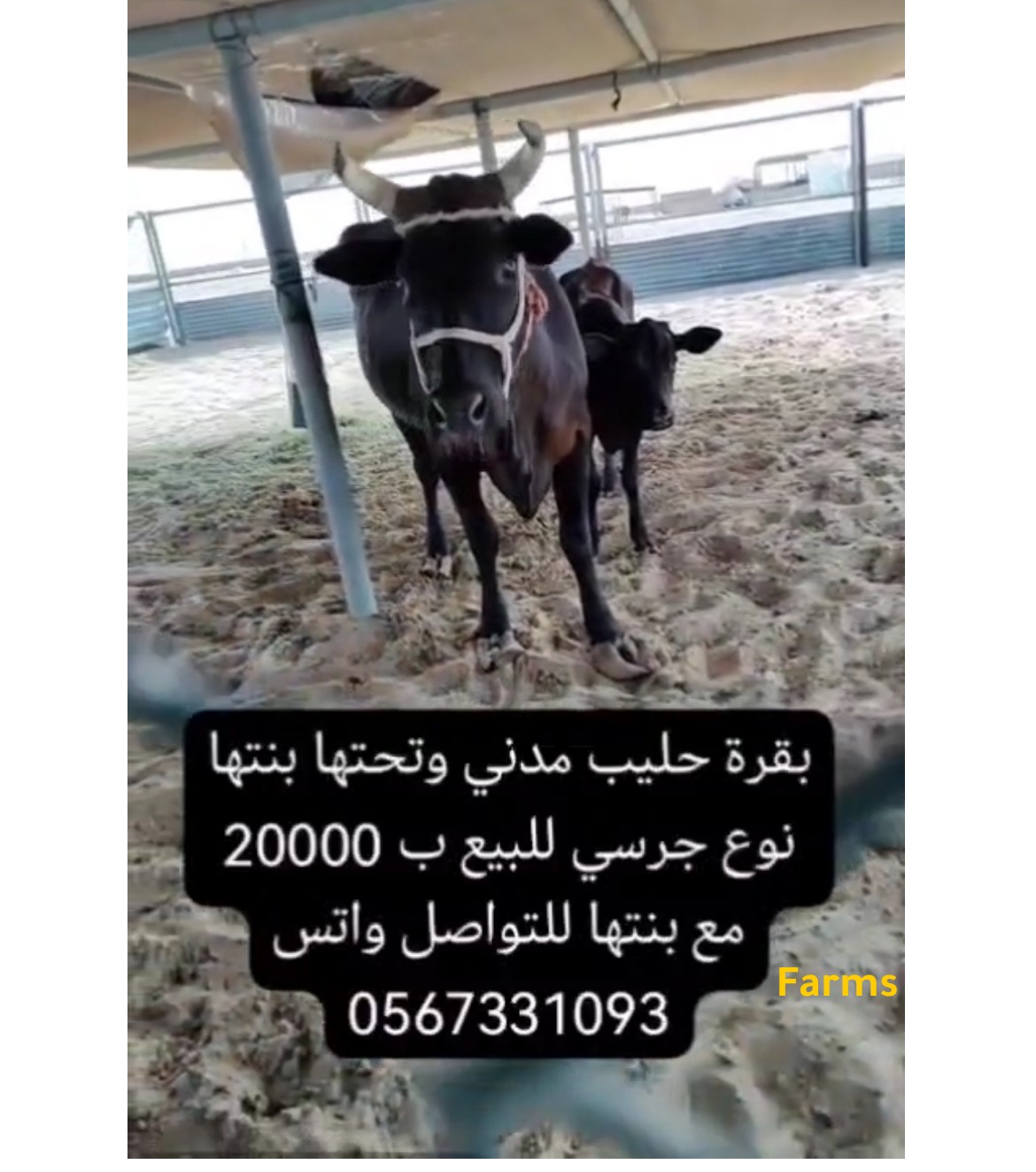 بقرة حلوب