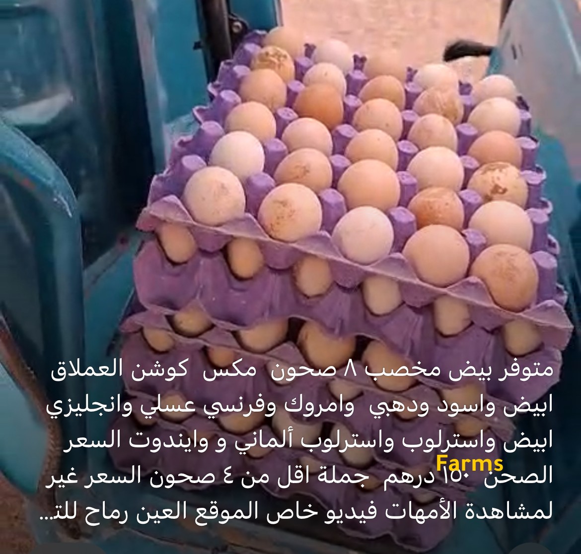 بيض مكس كوشن وامروك