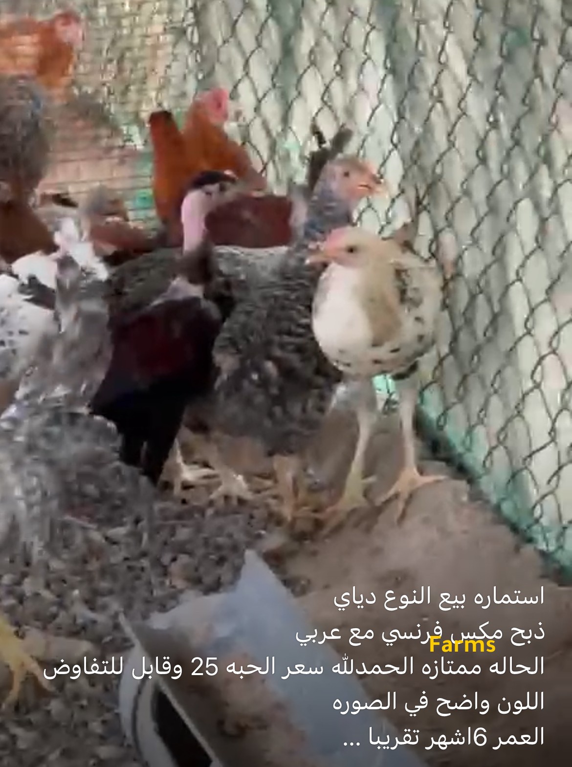 دجاج محلي ومهجن