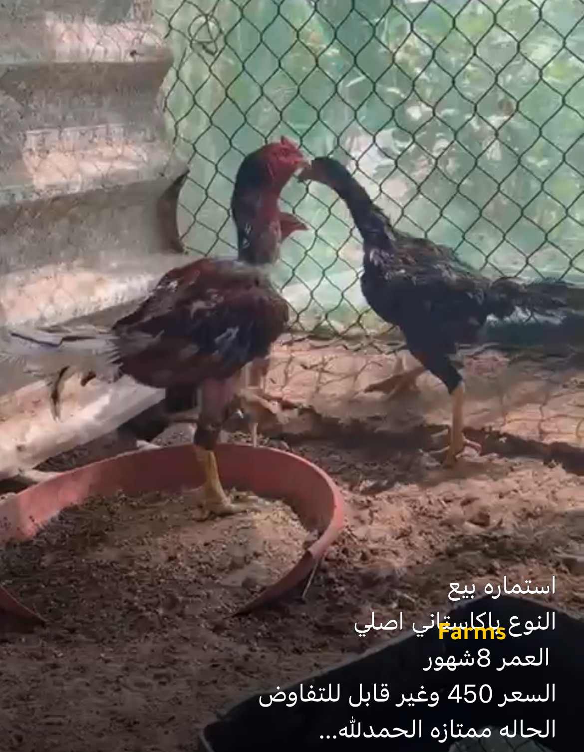 دجاج باكستاني