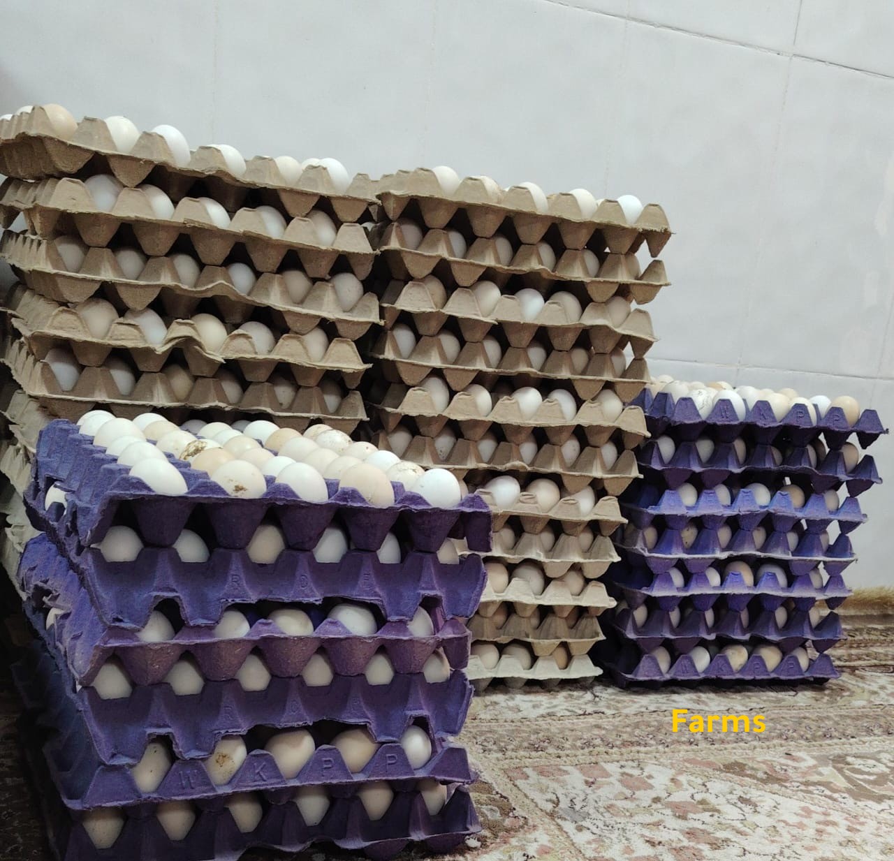 بيض مخصب محلي ومهجن