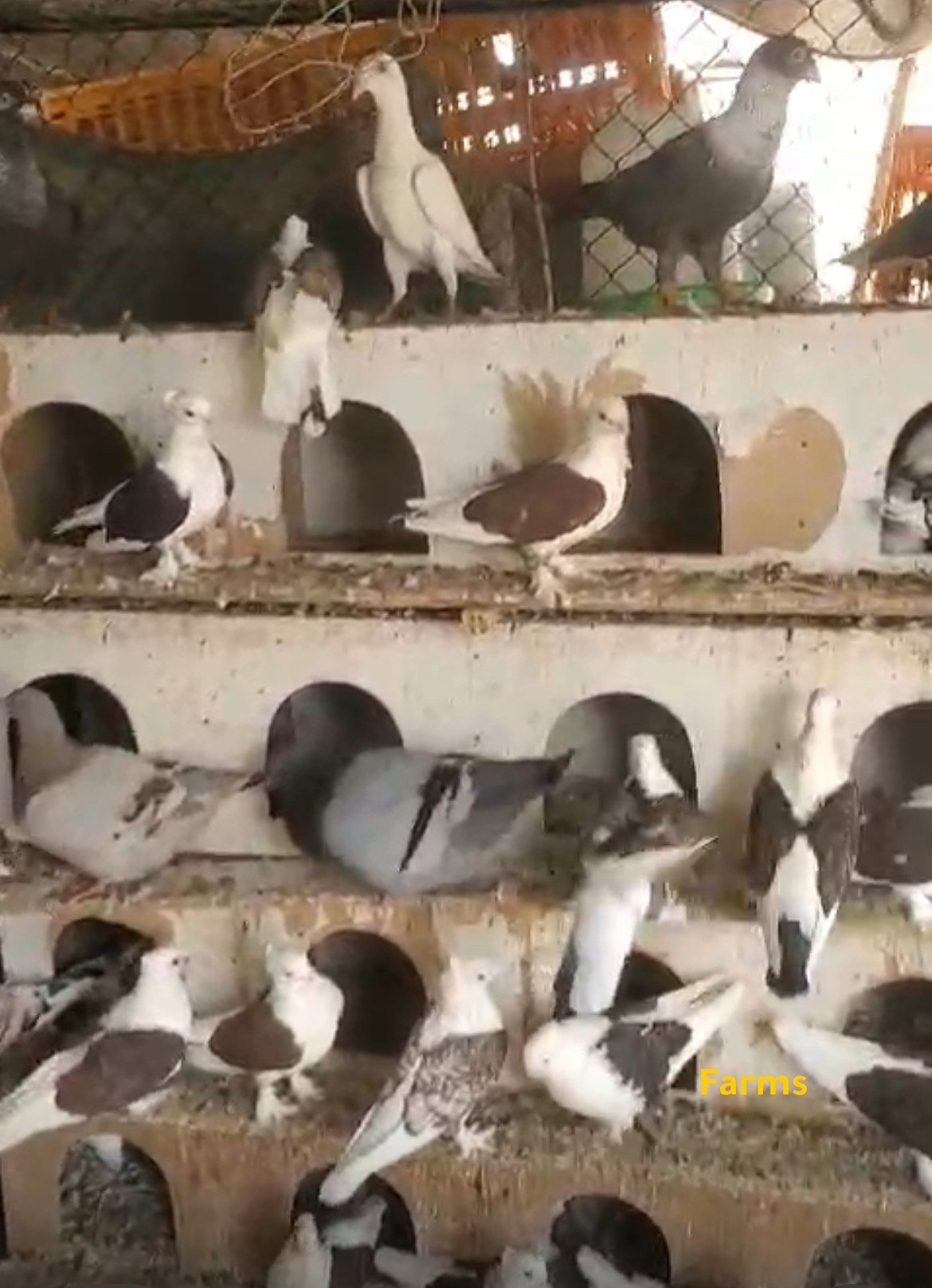 حمام مكس