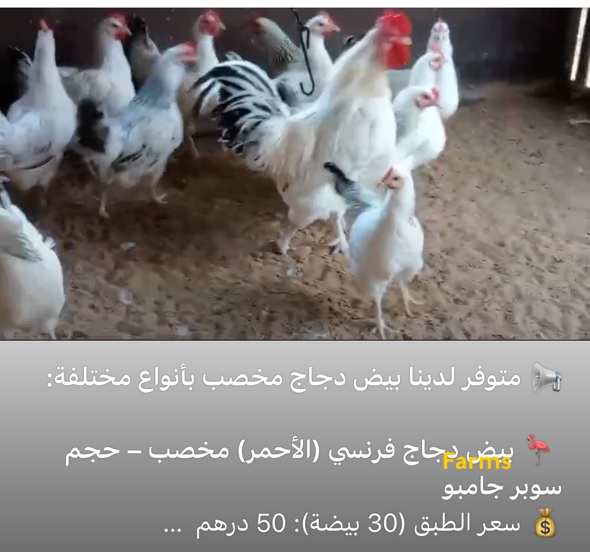 بيض دجاج فرنسي بيور