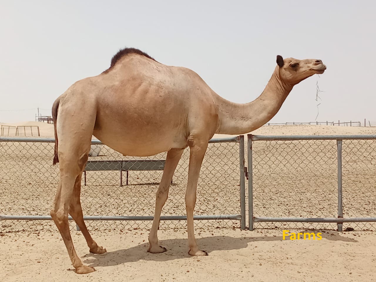 ناقه حايل