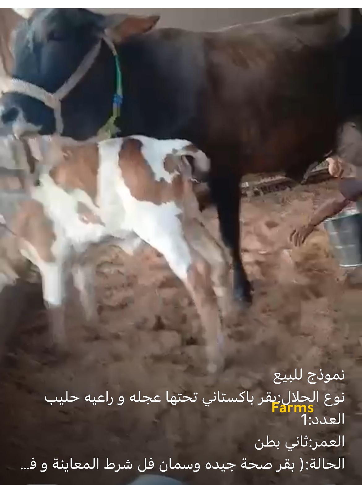بقرة باكستانيه حلوب تحتها عيله