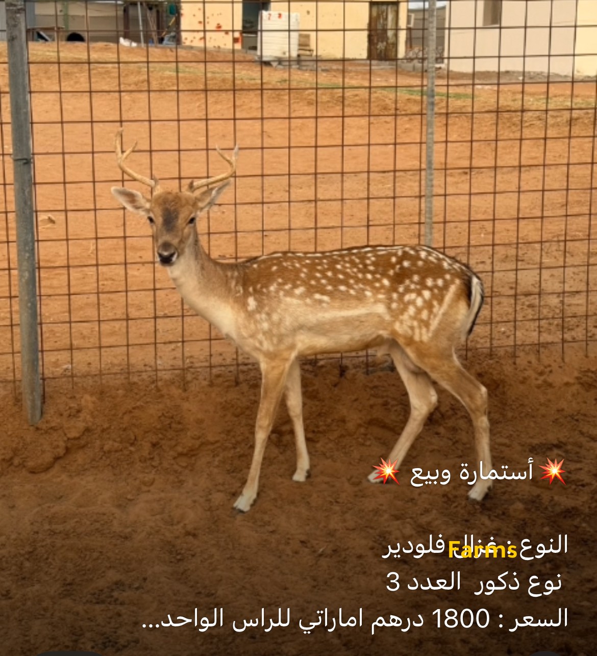 غزال فلودير