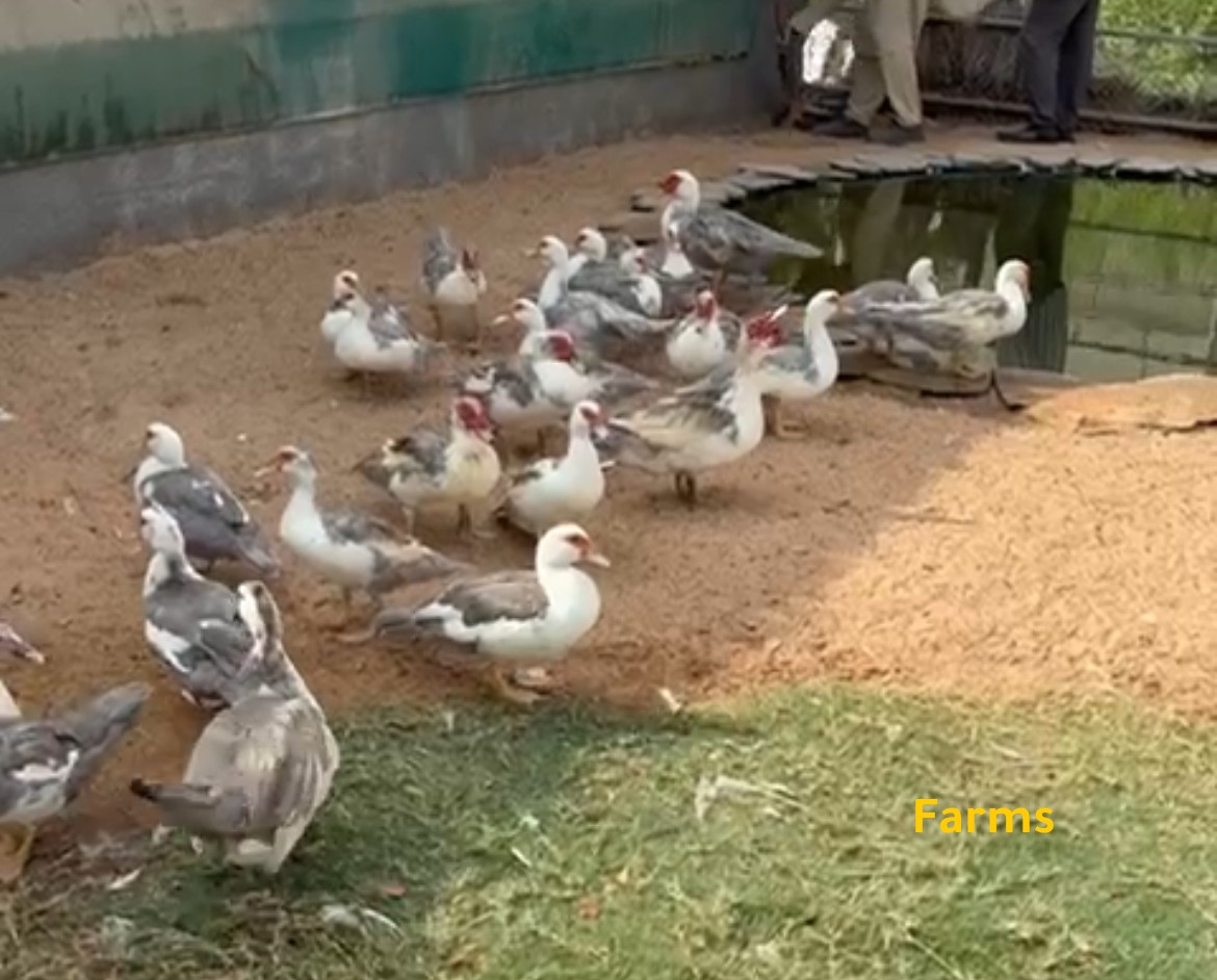 بط مصري تربيه