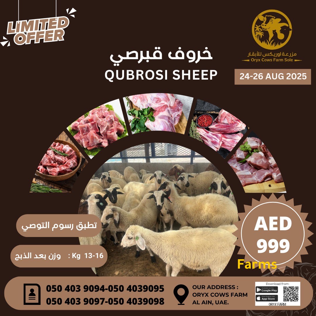 خروف قبرصي