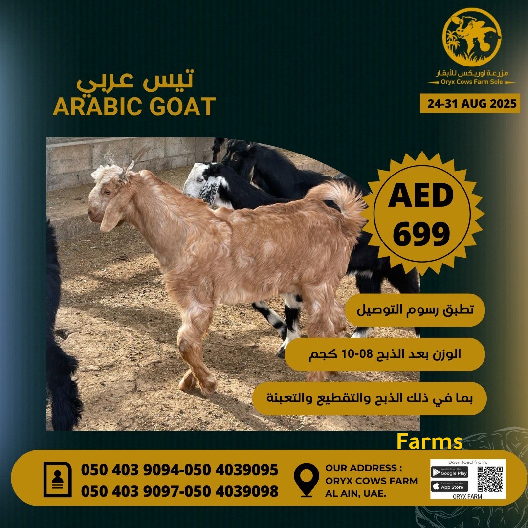 تيس عربي