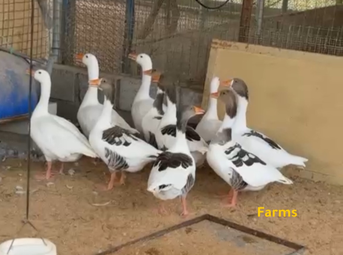 وز للبيع عدد 10