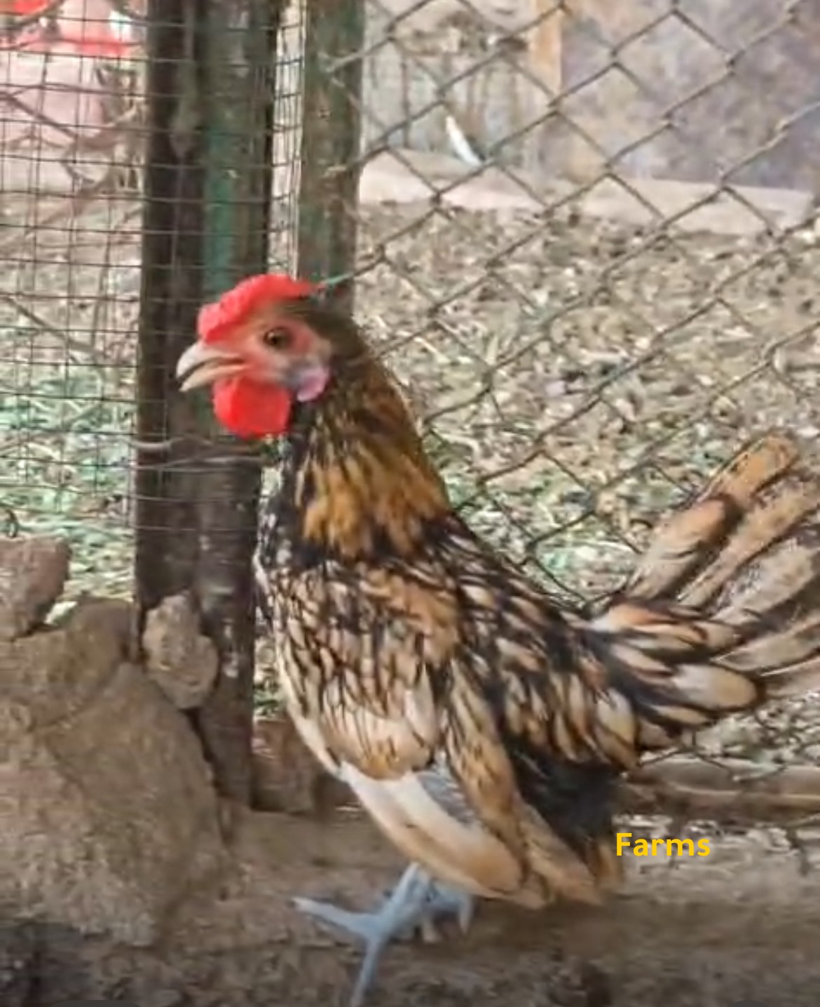 فروخ مهجنه كويتي على سبرايت