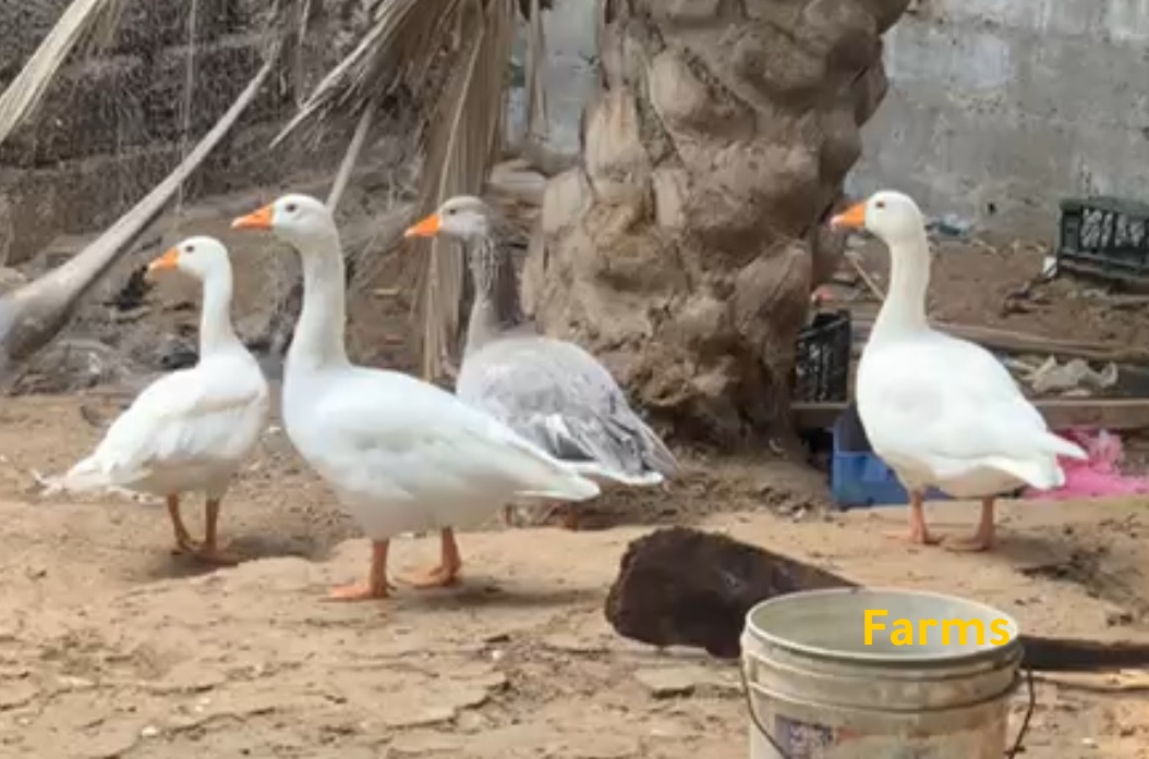 وز منتج