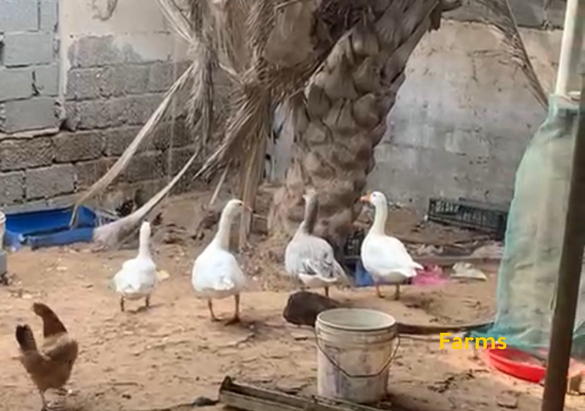 وز منتج