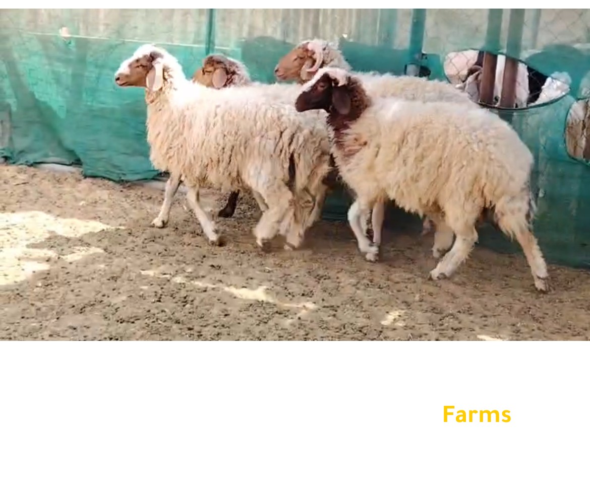 ذبايح نعيمي او عقايق