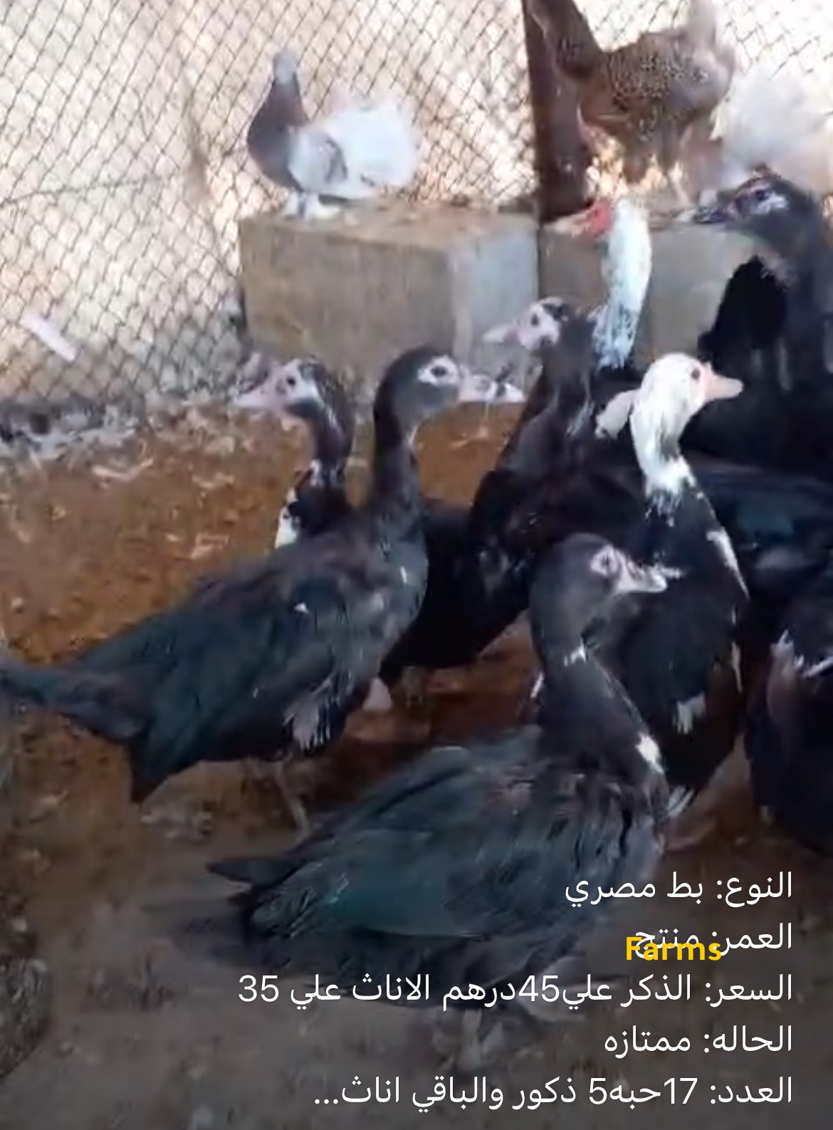 بط مصري