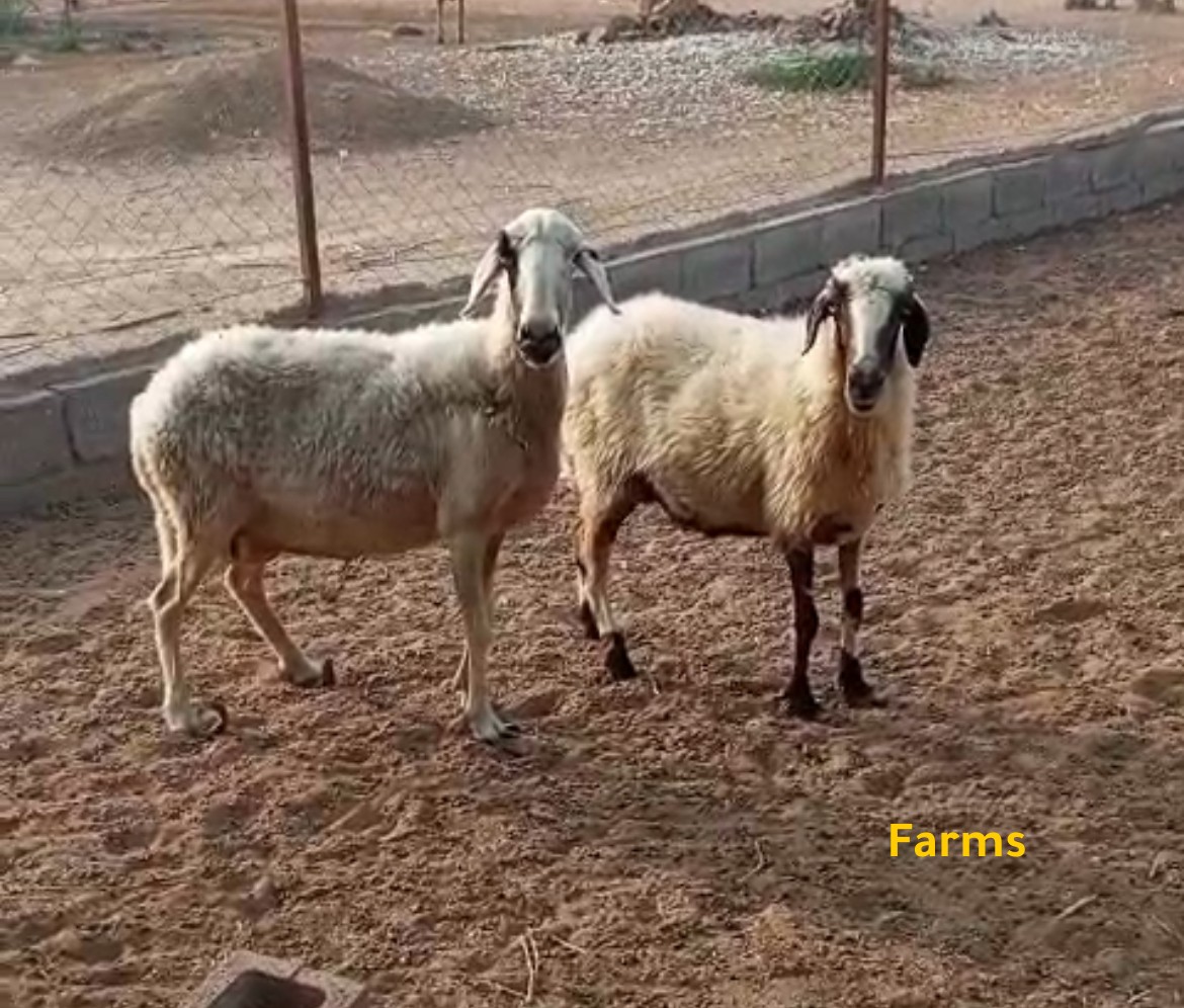 ياعدتين مهجنات