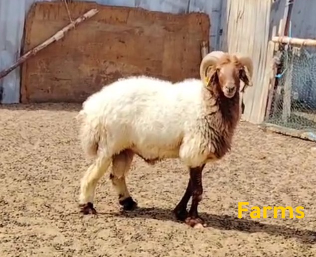 فحل نعيمي
