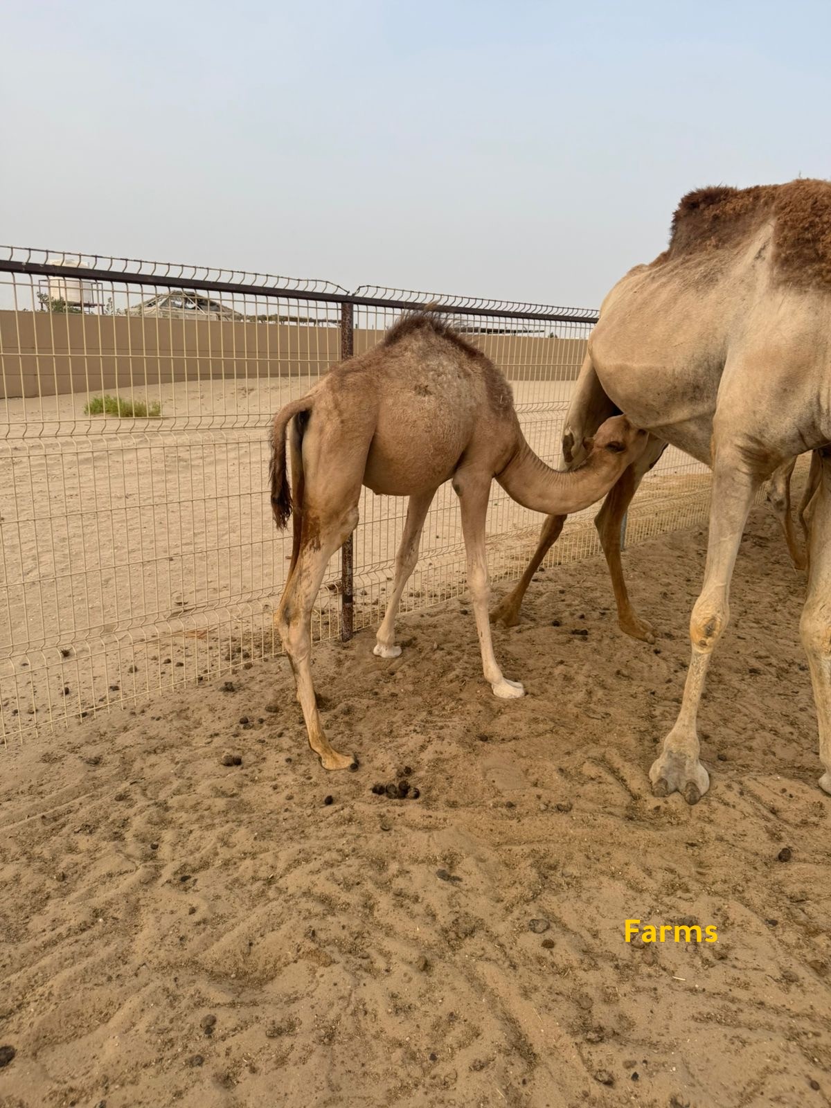 حوار عقر