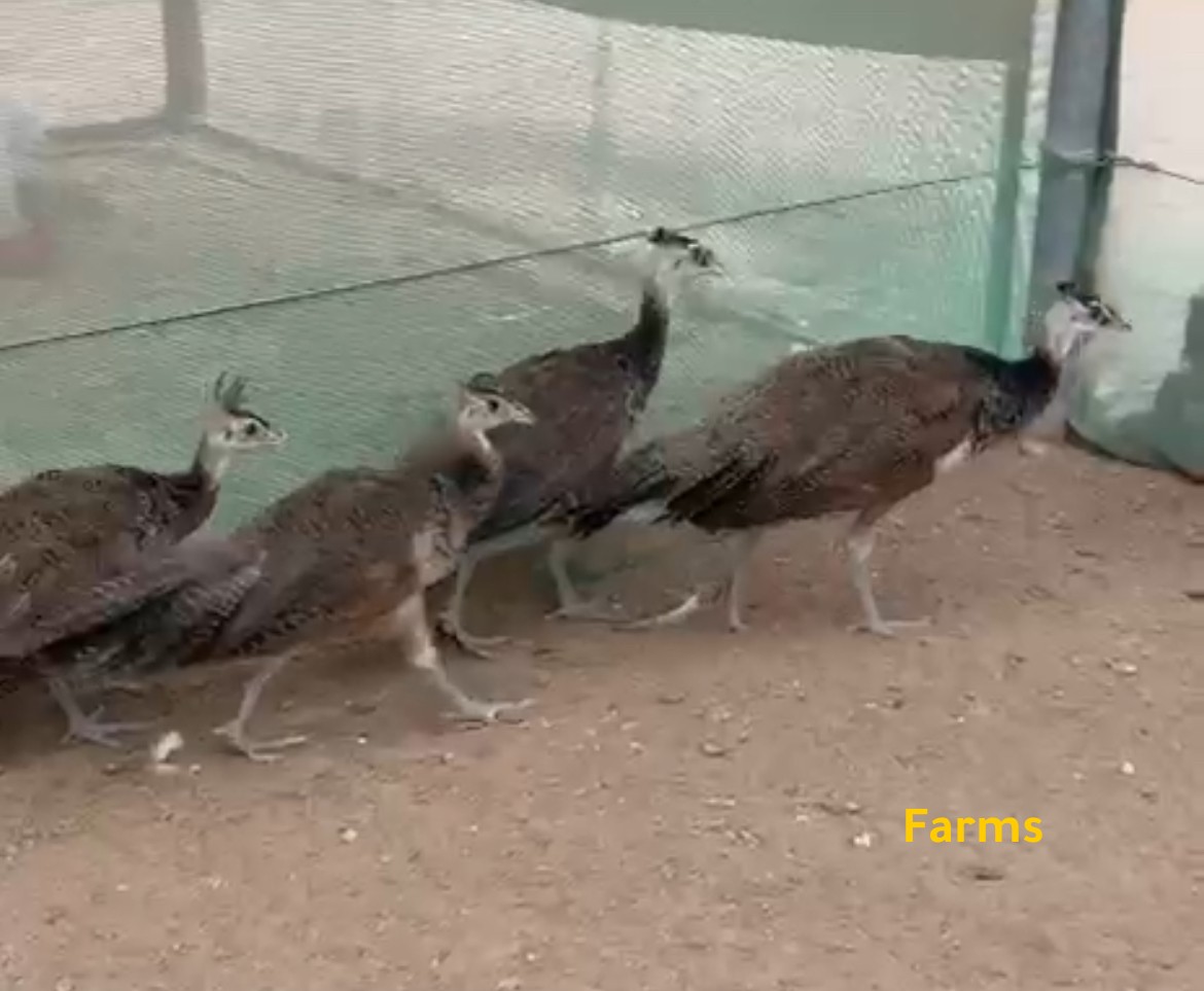 طاووس
