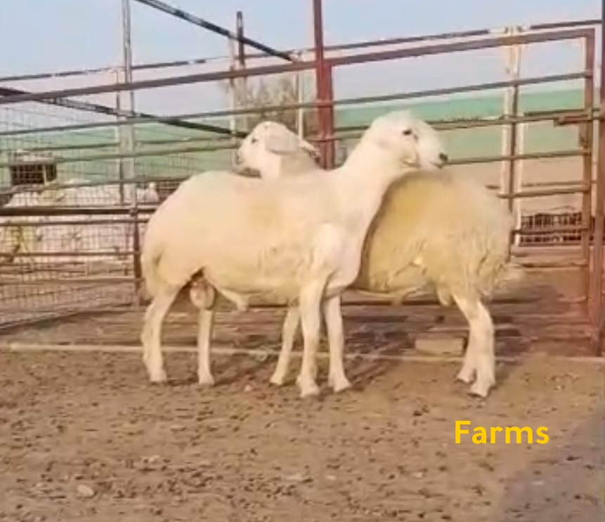 خرفان حري