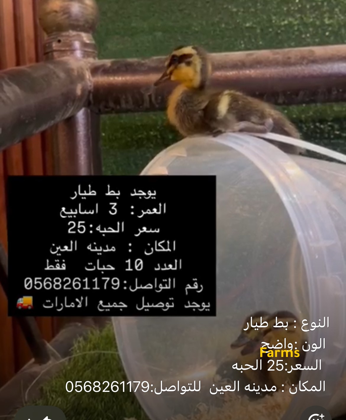 صيصان بط طيار