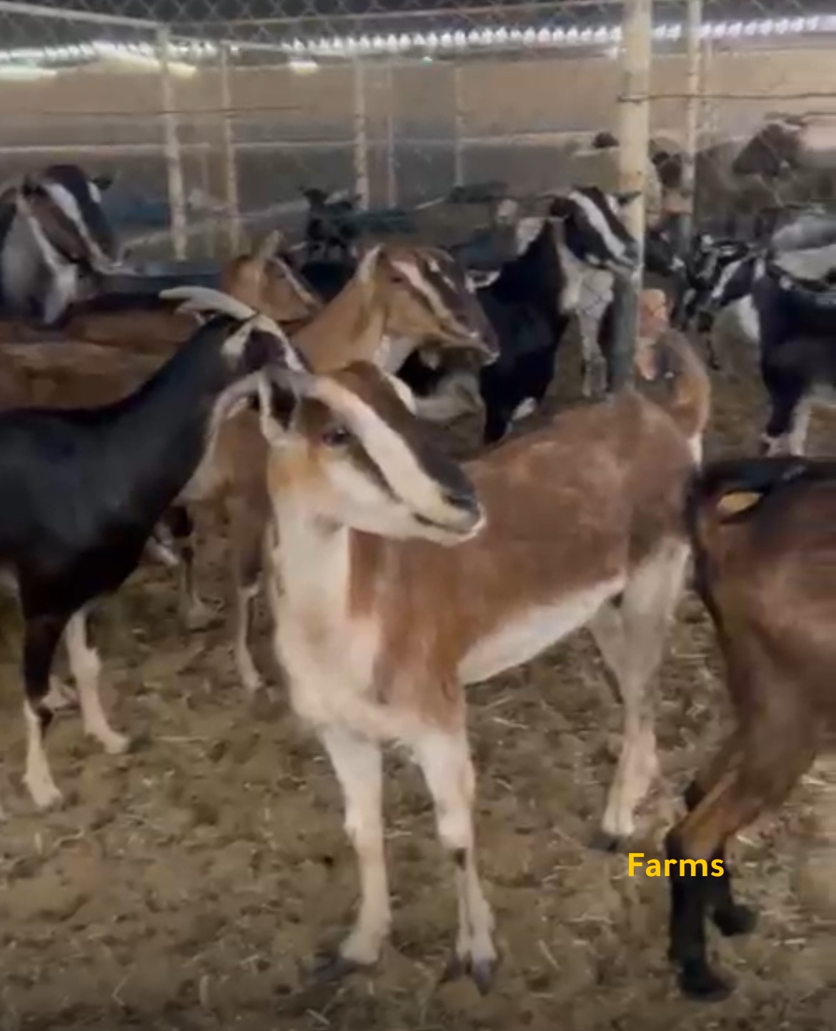 مراح ماعز محلي مع الفحل