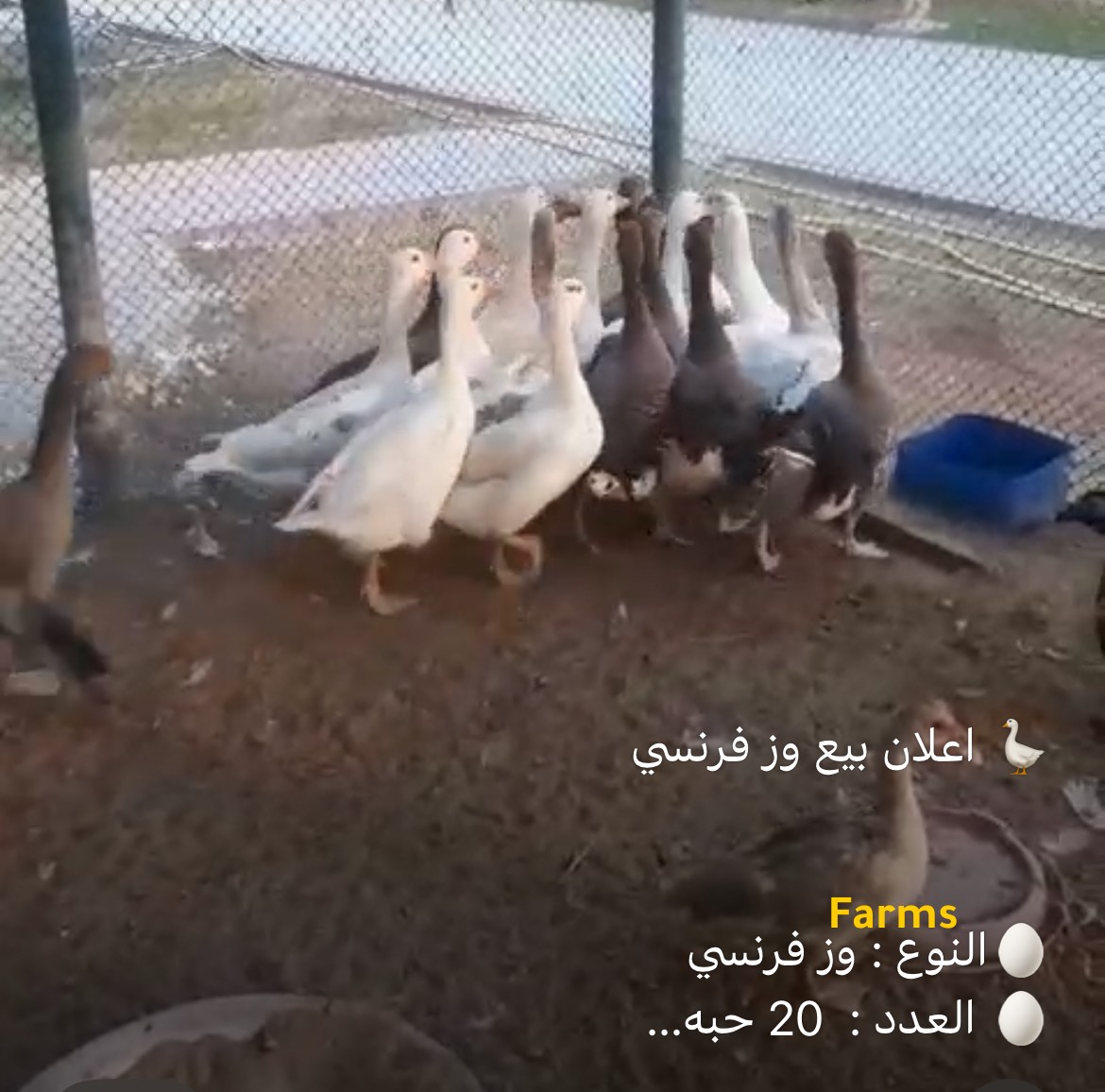 وز فرنسي