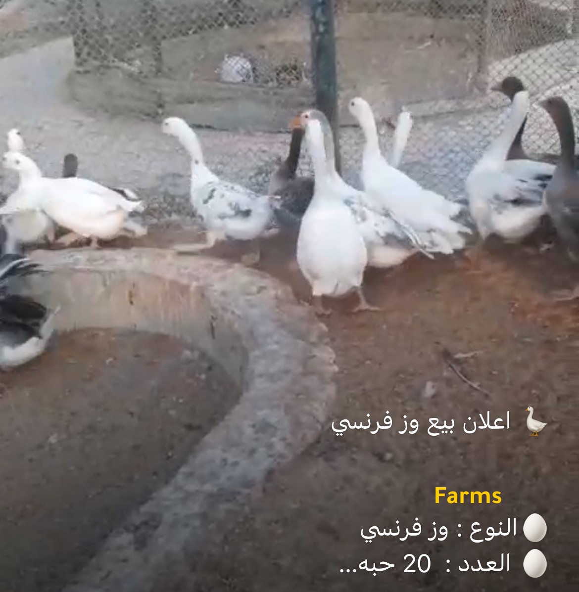 وز فرنسي
