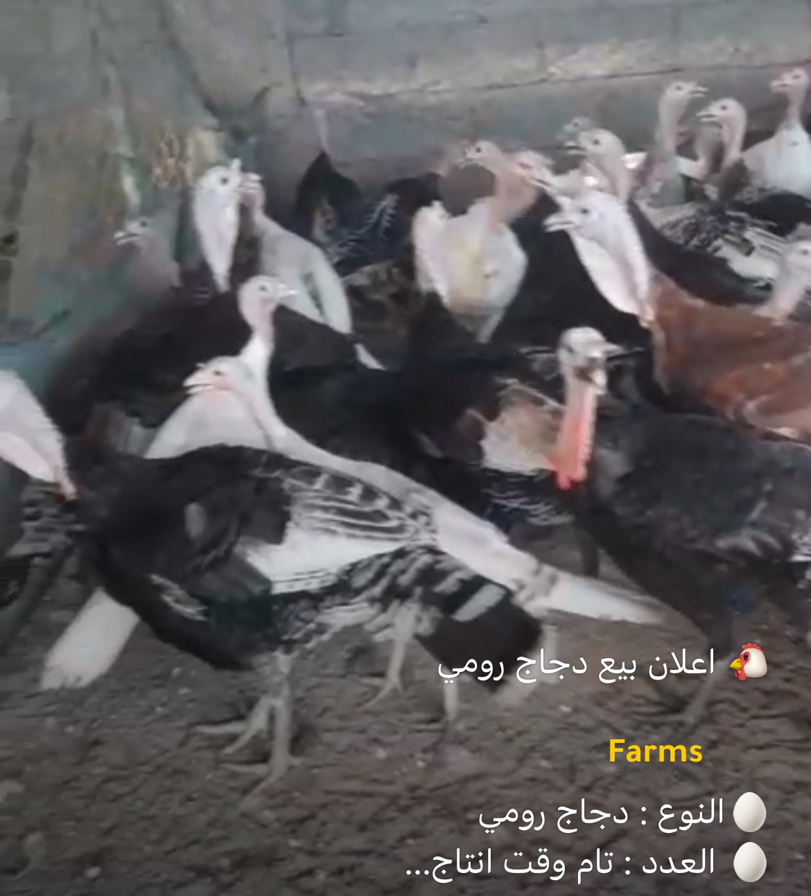 رومي جاهز للانتاج للبيع