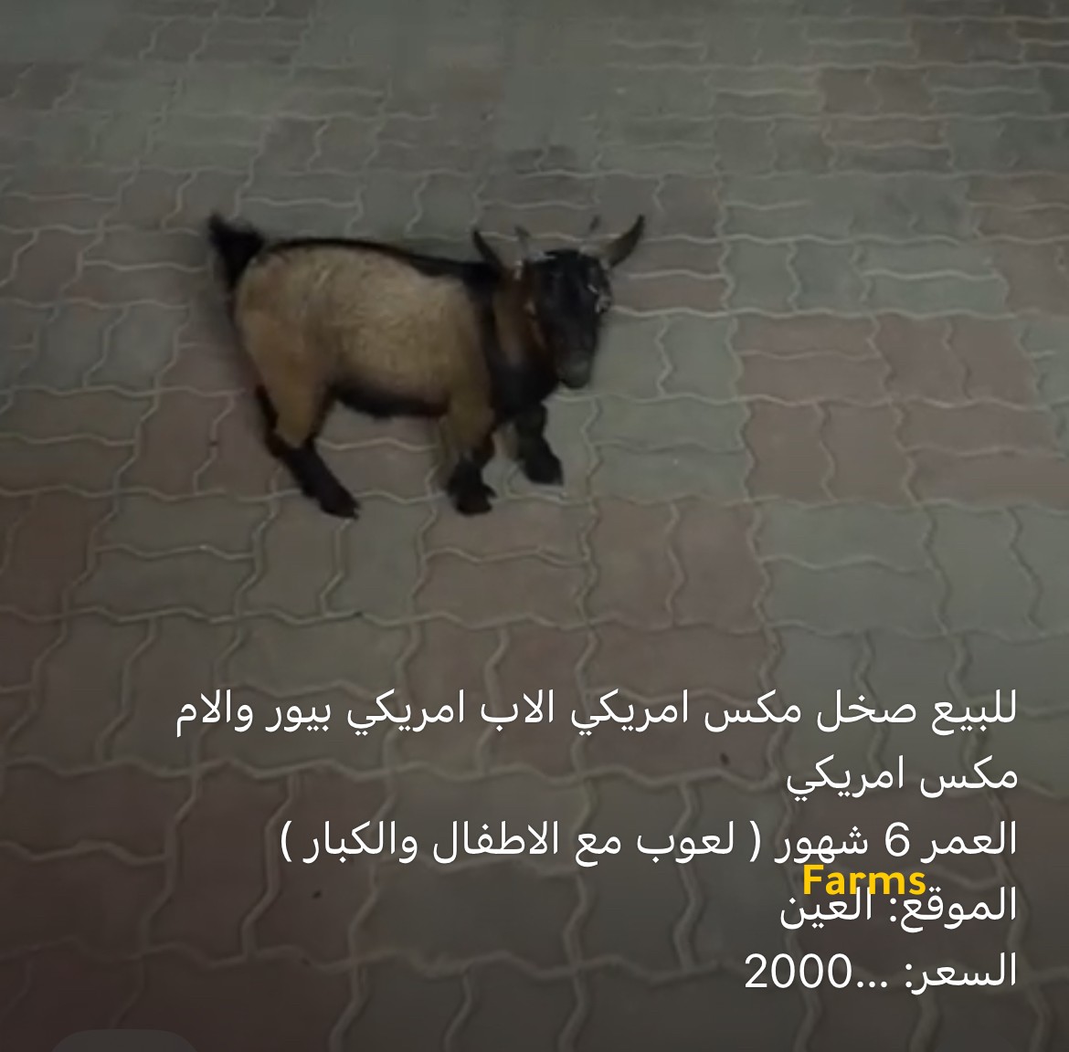 تيس قزمي