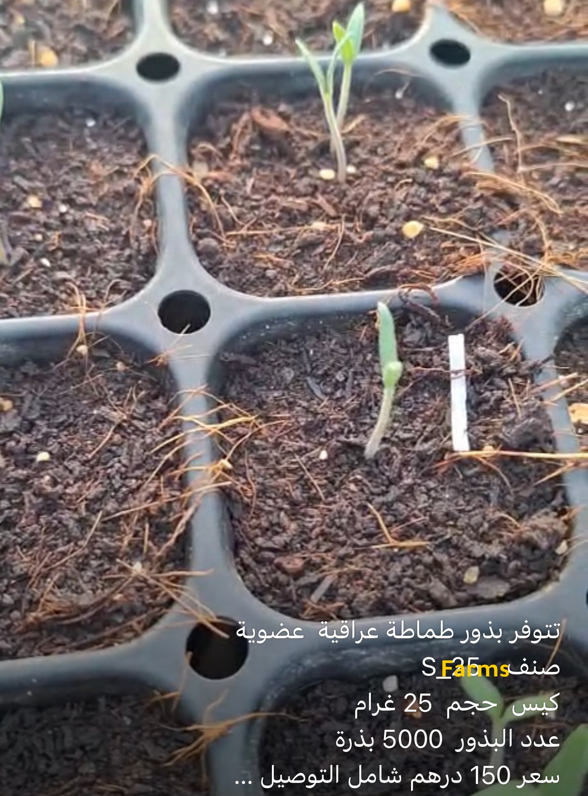 بذور طماطه عراقيه