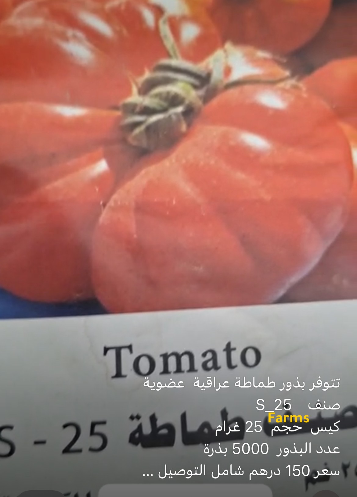 بذور طماطه عراقيه