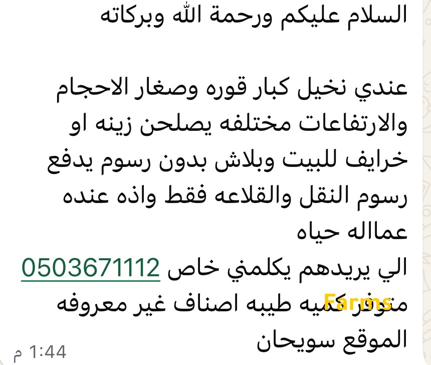 نخيل كبار مجانا