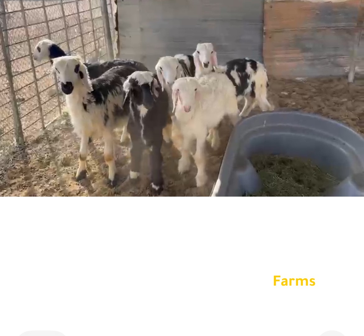 ذبايح خرفان