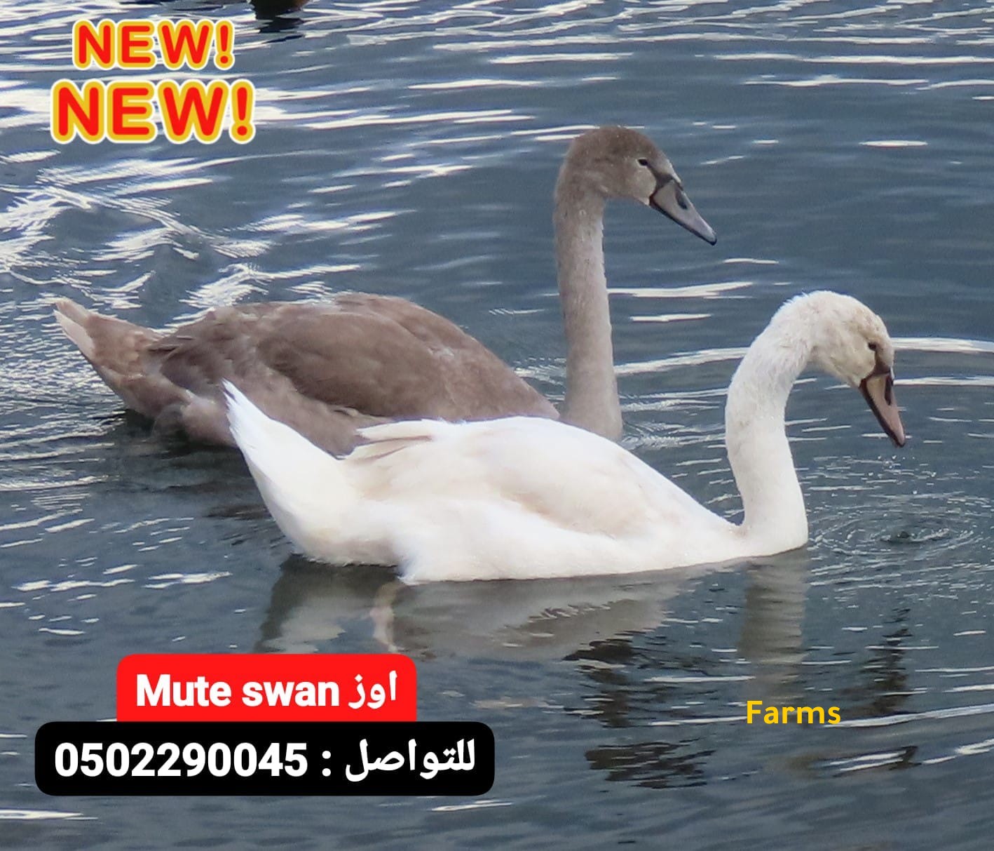وز السوان ميوت