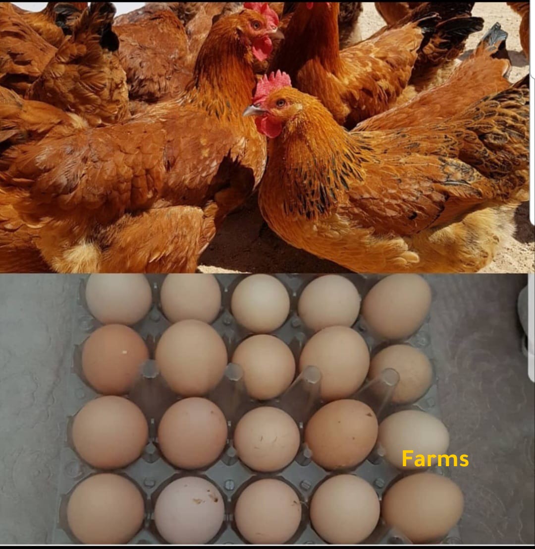 بيض دجاج فرنسي