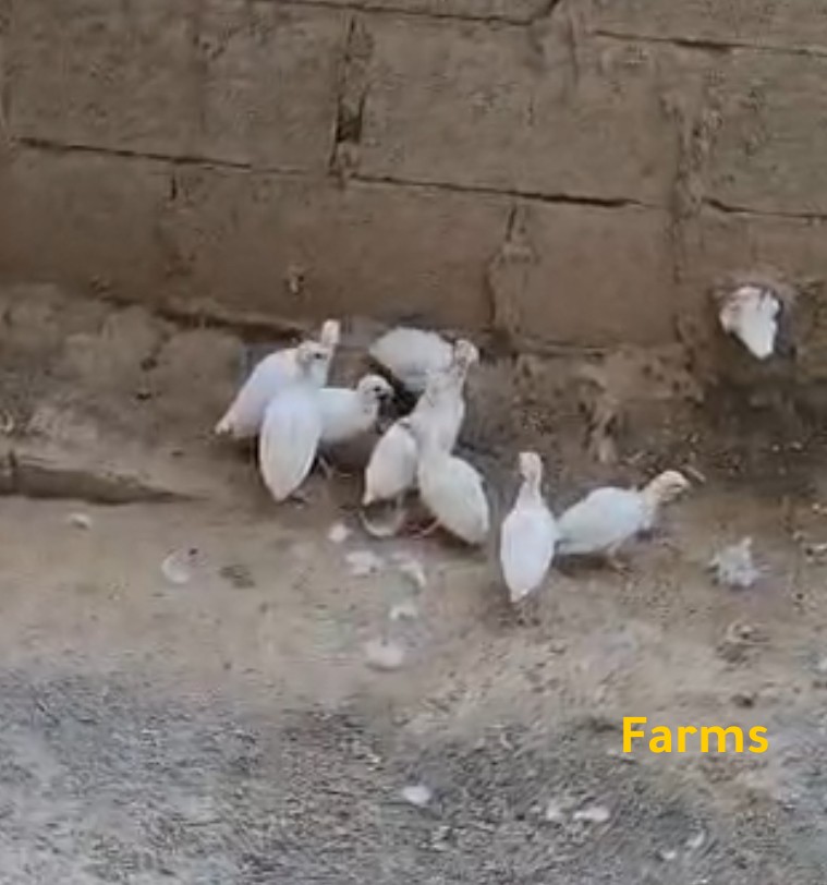 فروخ خيبر