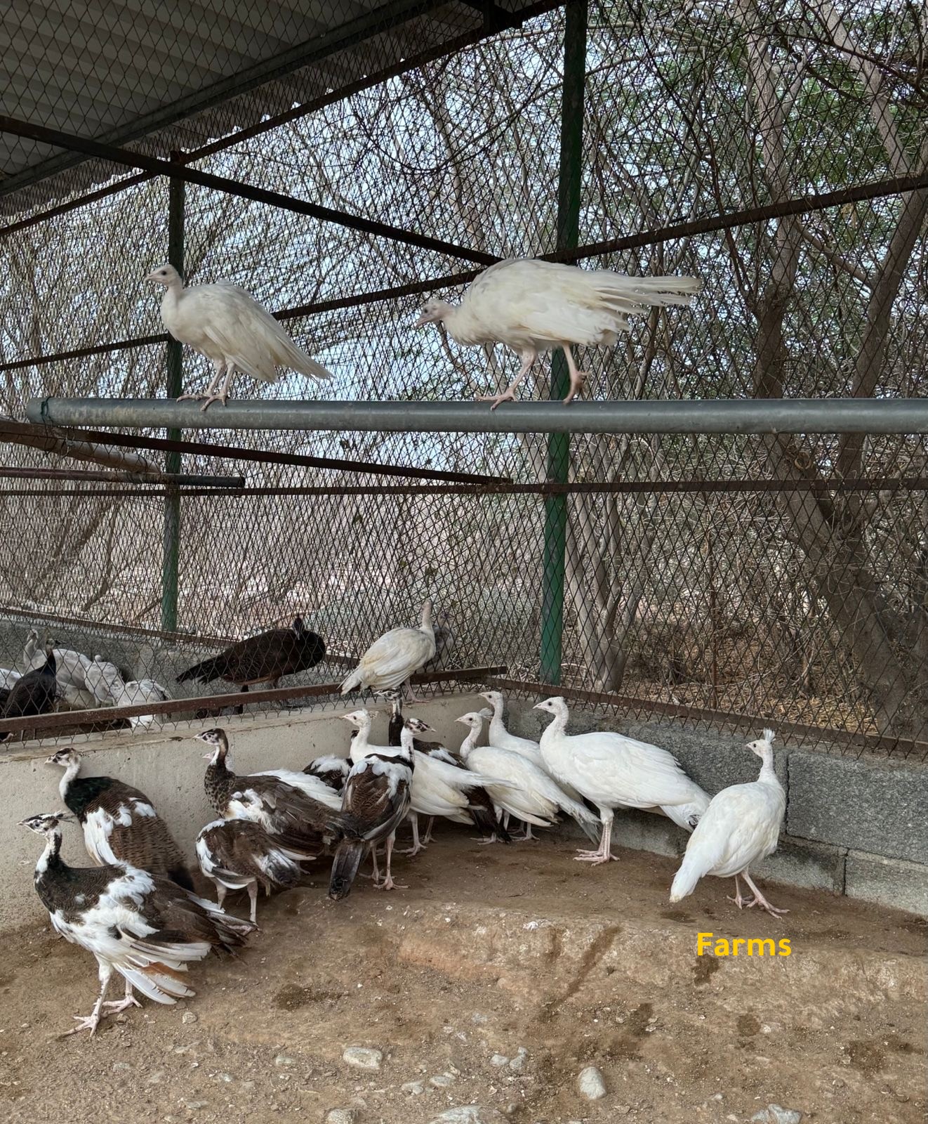 طاووس ابيض