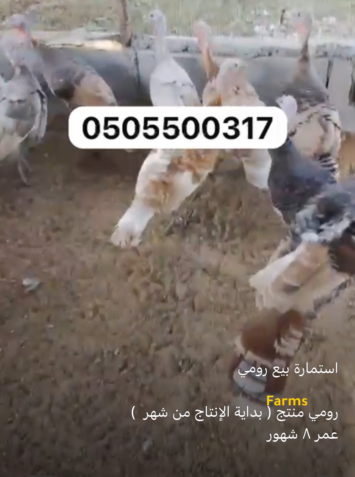 رومي منتج للبيع