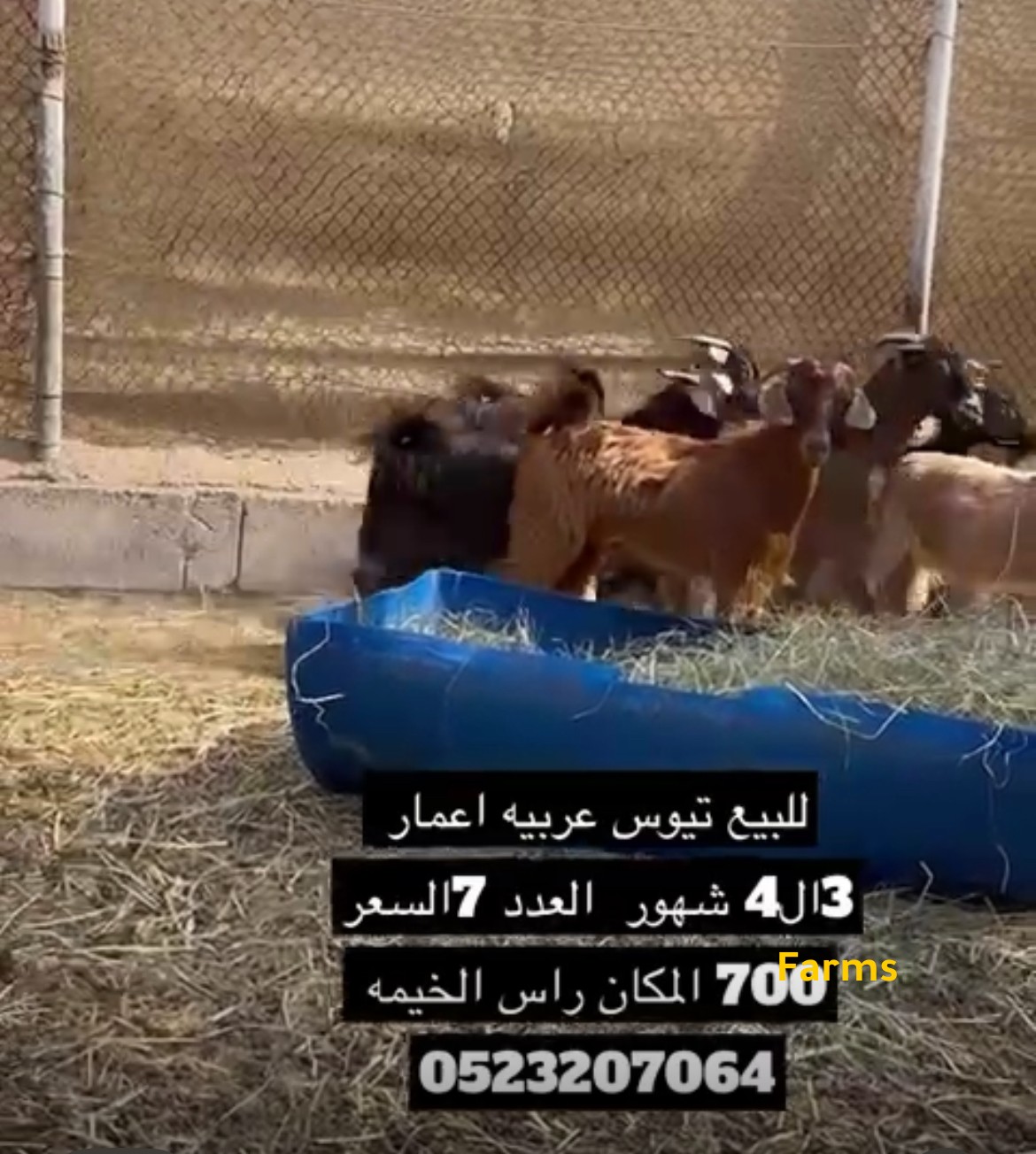 تيوس عربيه للبيع