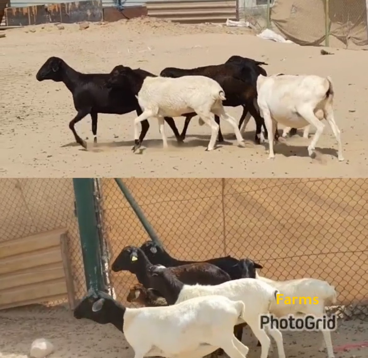 حلال صومالي