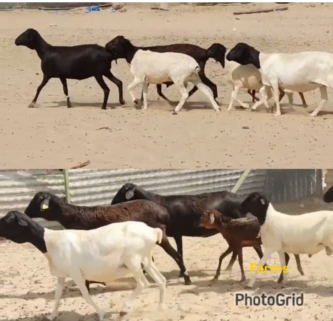 حلال صومالي