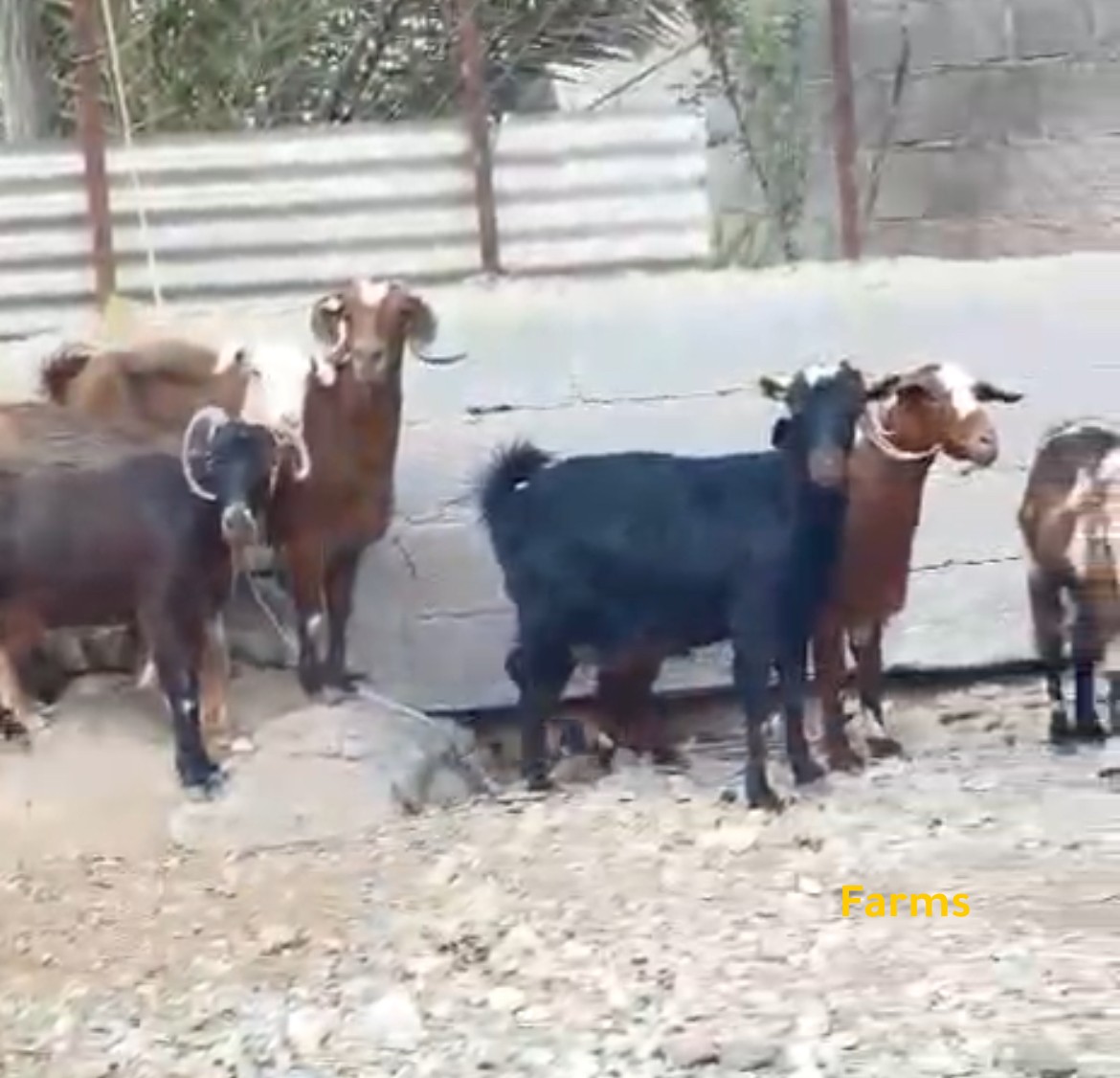 معز الدار