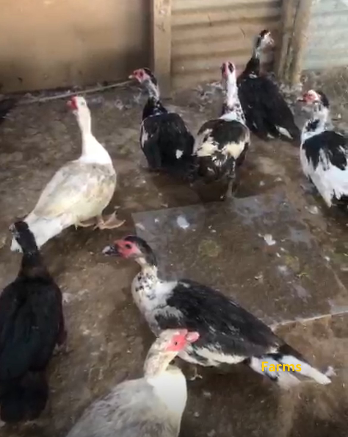 بط مصري ذكوره فقط