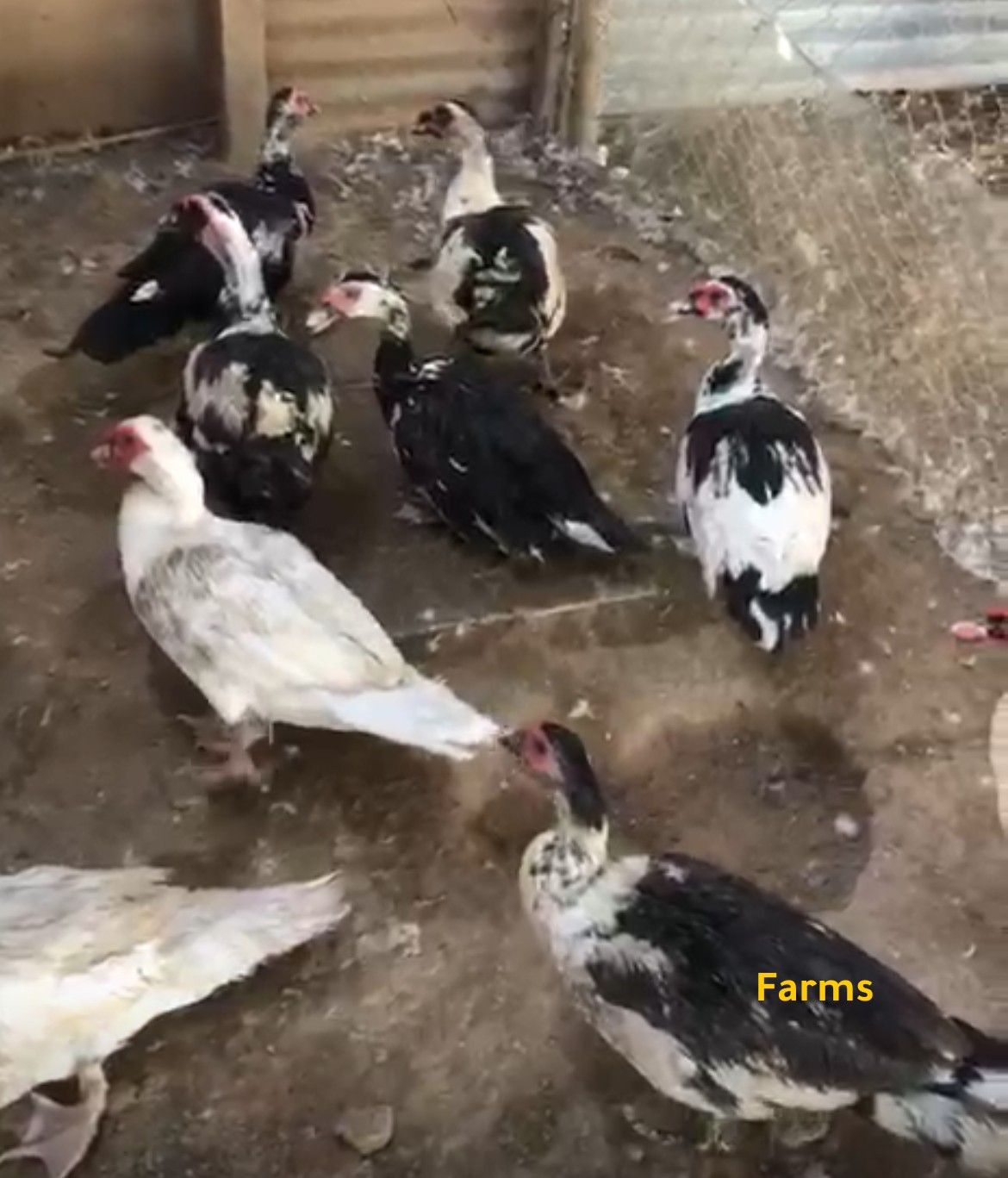 بط مصري ذكوره فقط