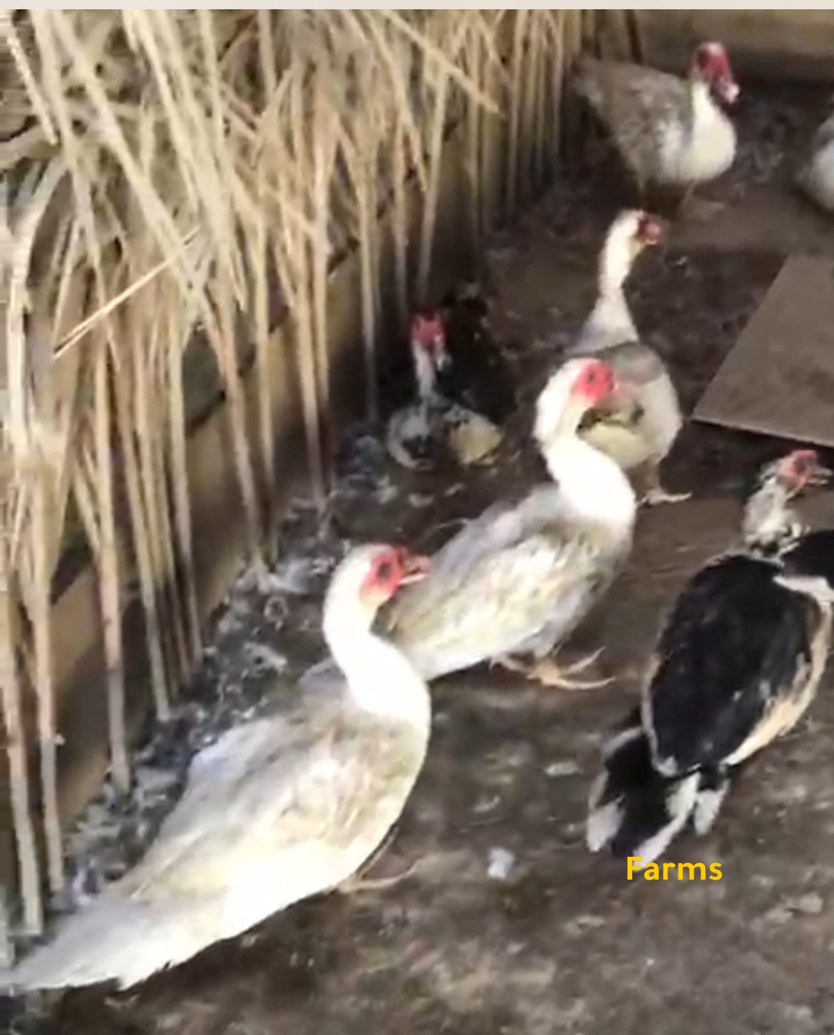 بط مصري ذكوره فقط