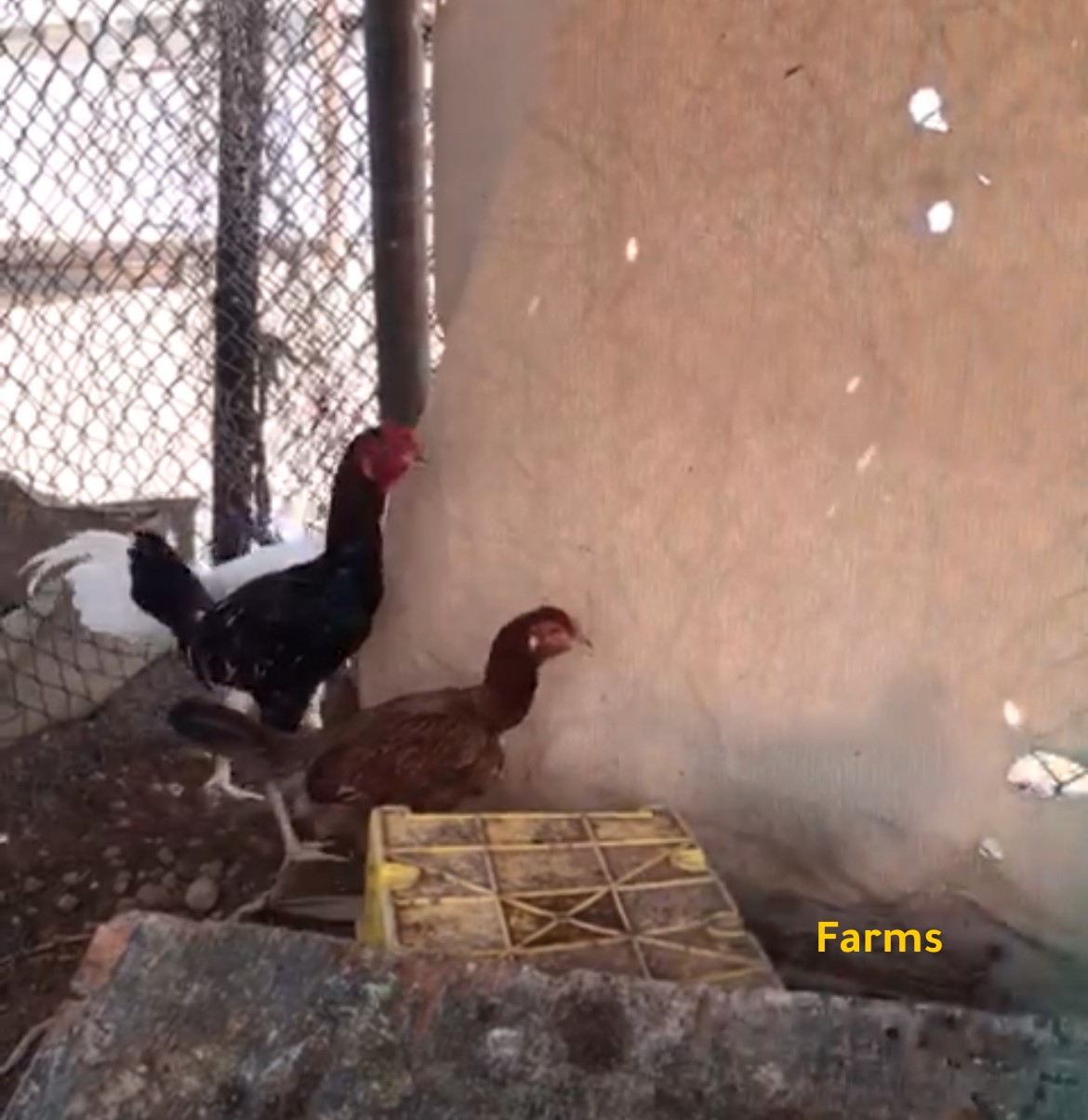 ديك ودجاه باكستاني سندي