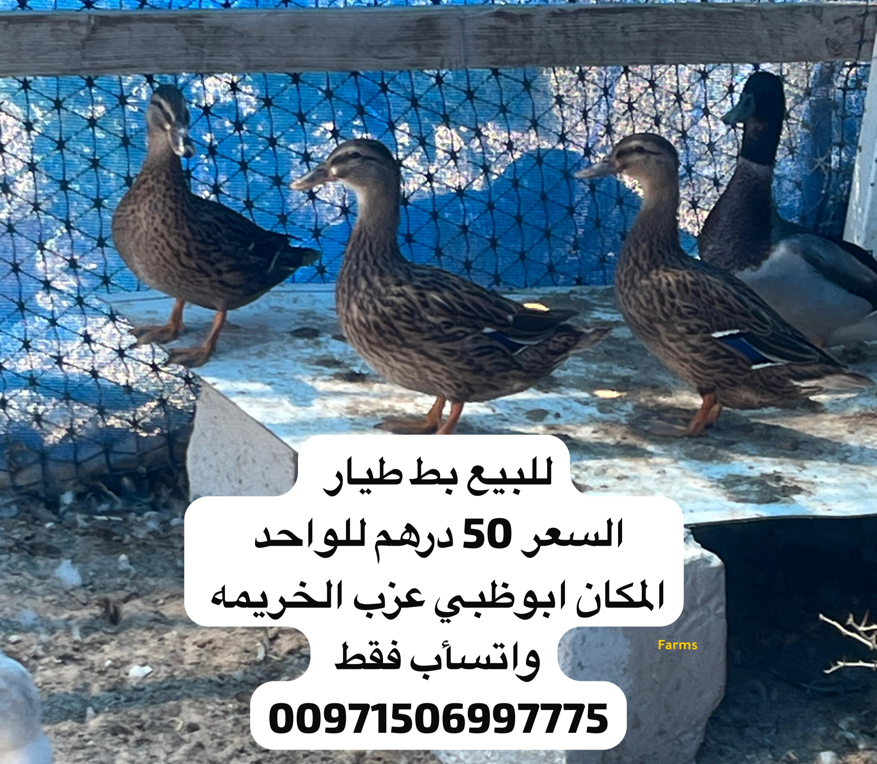 للبيع بط طيار