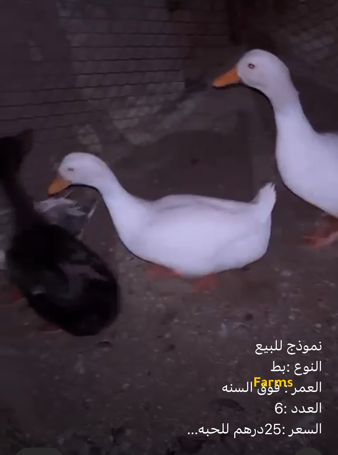 بط للبيع