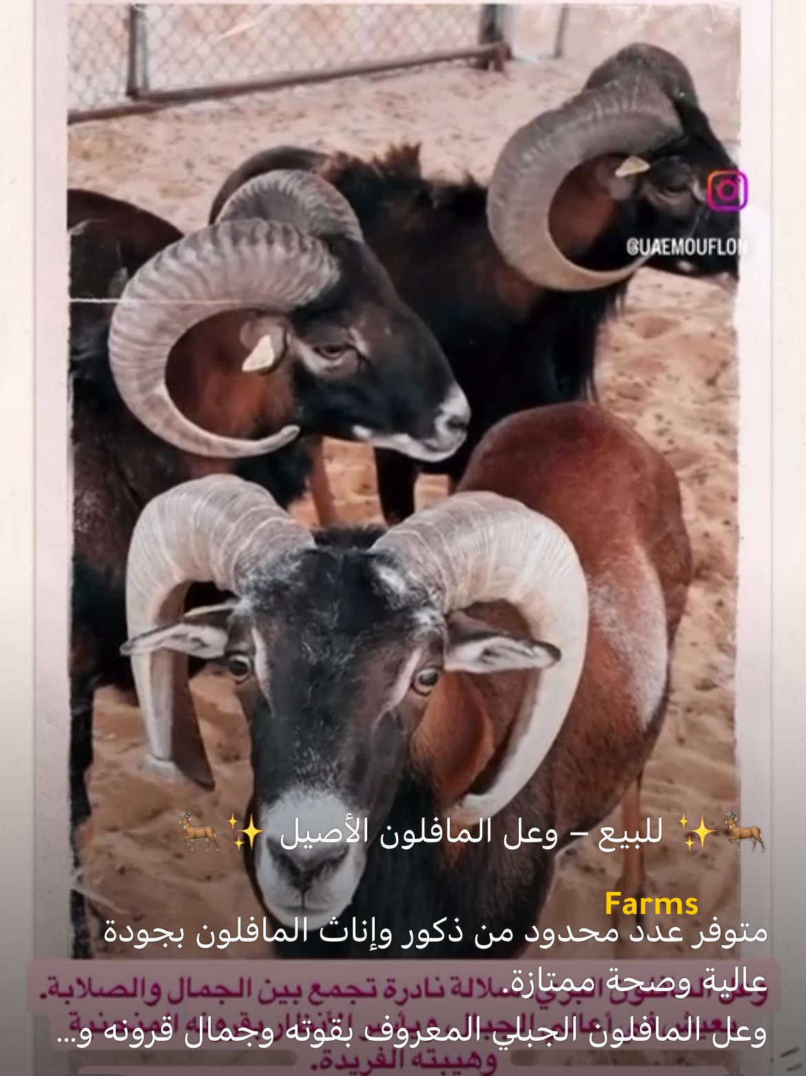 وعل المافيلون
